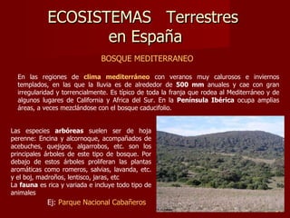 ECOSISTEMAS  Terrestres  en España BOSQUE MEDITERRANEO   En las regiones de  clima mediterráneo  con veranos muy calurosos e inviernos templados, en las que la lluvia es de alrededor de  500 mm  anuales y cae con gran irregularidad y torrencialmente. Es típico de toda la franja que rodea al Mediterráneo y de algunos lugares de California y Africa del Sur. En la  Península Ibérica  ocupa amplias áreas, a veces mezclándose con el bosque caducifolio.  Las especies  arbóreas  suelen ser de hoja perenne: Encina y alcornoque, acompañados de acebuches, quejigos, algarrobos, etc. son los principales árboles de este tipo de bosque. Por debajo de estos árboles proliferan las plantas aromáticas como romeros, salvias, lavanda, etc. y el boj, madroños, lentisco, jaras, etc  La  fauna  es rica y variada e incluye todo tipo de animales Ej:  Parque Nacional Cabañeros 