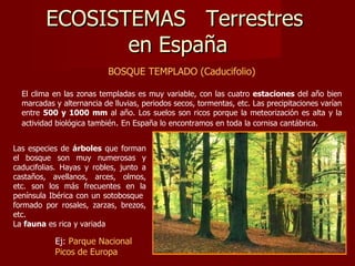 ECOSISTEMAS  Terrestres  en España BOSQUE TEMPLADO (Caducifolio) El clima en las zonas templadas es muy variable, con las cuatro  estaciones  del año bien marcadas y alternancia de lluvias, periodos secos, tormentas, etc. Las precipitaciones varían entre  500 y 1000 mm  al año. Los suelos son ricos porque la meteorización es alta y la actividad biológica también .  En España lo encontramos en toda la cornisa cantábrica. Las especies de  árboles  que forman el bosque son muy numerosas y caducifolias. Hayas y robles, junto a castaños, avellanos, arces, olmos, etc. son los más frecuentes en la península Ibérica con un sotobosque  formado por rosales, zarzas, brezos, etc.  La  fauna  es rica y variada  Ej:  Parque Nacional Picos de Europa 