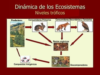 Dinámica de los Ecosistemas Niveles tróficos 