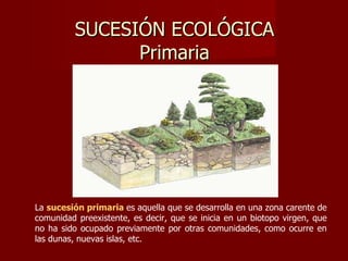 SUCESIÓN ECOLÓGICA Primaria La  sucesión primaria   es aquella que se desarrolla en una zona carente de comunidad preexistente, es decir, que se inicia en un biotopo virgen, que no ha sido ocupado previamente por otras comunidades, como ocurre en las dunas, nuevas islas, etc. 