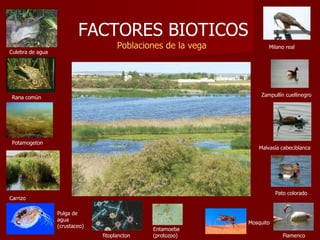 FACTORES BIOTICOS   Poblaciones de la vega Culebra de agua Rana común Zampullín cuellinegro Malvasía cabeciblanca Pato colorado Flamenco Carrizo Pulga de agua (crustaceo) Mosquito Entamoeba (protozoo) Potamogeton fitoplancton Milano real 