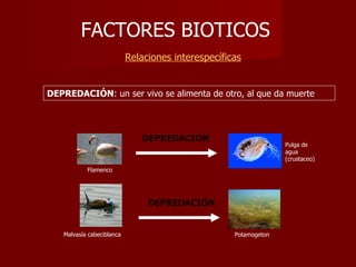 FACTORES BIOTICOS     Relaciones interespecíficas DEPREDACIÓN DEPREDACIÓN DEPREDACIÓN : un ser vivo se alimenta de otro, al que da muerte Pulga de agua (crustaceo) Flamenco Malvasía cabeciblanca Potamogeton 