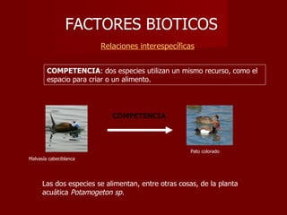 FACTORES BIOTICOS     Relaciones interespecíficas COMPETENCIA COMPETENCIA : dos especies utilizan un mismo recurso, como el espacio para criar o un alimento. Las dos especies se alimentan, entre otras cosas, de la planta acuática  Potamogeton sp. Malvasía cabeciblanca Pato colorado 