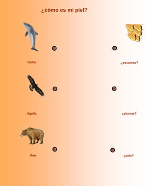 ¿cómo es mi piel?




Delfín                       ¿escamas?




Águila                       ¿plumas?




 Oso                          ¿pelo?
 