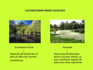2.ECOSISTEMAS MEDIO ACUÁTICO




    Ecosistema fluvial                     Humedal

Depende del caudal del rio         Esta zonas encharcadas
pero en ellos hay muchos           tienen una gran interes, ya
ecosistemas.                       que constituyen lugares de
                                   paso para aves migratorias.
 