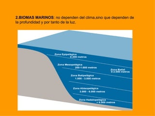 2.BIOMAS MARINOS: no dependen del clima,sino que dependen de
la profundidad y por tanto de la luz.
 