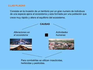 2.LAS PLAGAS

 Consiste en la invasión de un territorio por un gran numero de individuos
 de una especie ajena al ecosistema y esta formada por una población que
 crece muy rápido y altera el equilibrio del ecosistema.

                              CAUSAS


    Alteraciones en                           Actividades
    el ecosistema                             humanas




           Para combatirlas se utilizan insecticidas,
           herbicidas y pesticidas.
 