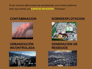 El ser humano altera todos los ecosistemas, por lo tanto podemos
decir que somos una ESPECIE INVASORA. Provocan:



CONTAMINACION                           SOBREEXPLOTACION




URBANIZACIÓN                            GENERACIÓN DE
INCONTROLADA                            RESIDUOS
 