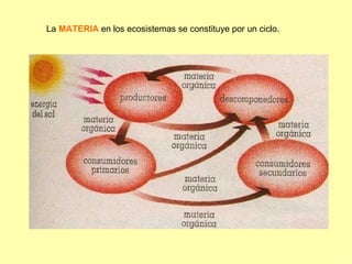 La MATERIA en los ecosistemas se constituye por un ciclo.
 