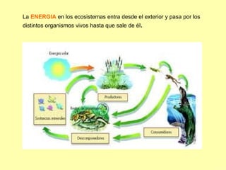 La ENERGIA en los ecosistemas entra desde el exterior y pasa por los
distintos organismos vivos hasta que sale de él.
 