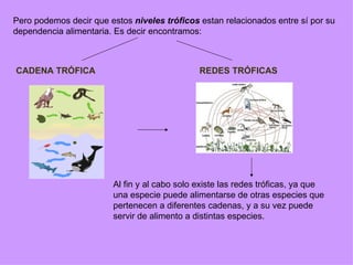 Pero podemos decir que estos niveles tróficos estan relacionados entre sí por su
dependencia alimentaria. Es decir encontramos:



CADENA TRÓFICA                                REDES TRÓFICAS




                        Al fin y al cabo solo existe las redes tróficas, ya que
                        una especie puede alimentarse de otras especies que
                        pertenecen a diferentes cadenas, y a su vez puede
                        servir de alimento a distintas especies.
 