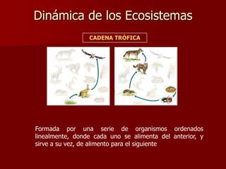 Dinámica de los Ecosistemas
CADENA TRÓFICA

Formada por una serie de organismos ordenados
linealmente, donde cada uno se alimenta del anterior, y
sirve a su vez, de alimento para el siguiente

 