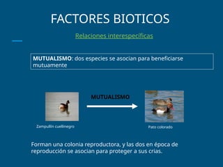 FACTORES BIOTICOS
Relaciones interespecíficas
MUTUALISMO
MUTUALISMO: dos especies se asocian para beneficiarse
mutuamente
Zampullín cuellinegro Pato colorado
Forman una colonia reproductora, y las dos en época de
reproducción se asocian para proteger a sus crias.
 