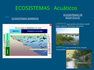 ECOSISTEMAS Acuáticos
ECOSISTEMAS MARINOS
ECOSISTEMAS DE
AGUA DULCE
LÓTICO: agua corriente (rios, arroyos,
manantiales)
LÉNTICO: agua quieta y de escaso caudal
(lagos, lagunas, estanques, pantanos)
 