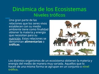 Dinámica de los Ecosistemas
Niveles tróficos
Una gran parte de las
relaciones que los seres vivos
establecen con su medio
ambiente tiene como finalidad
obtener la materia y energía
que necesitan para su
nutrición. Estas relaciones se
denominan alimentarias o
tróficas.
Los distintos organismos de un ecosistema obtienen la materia y
energía del medio de manera muy variada. Aquellos que lo
hacen de una misma forma se agrupan en un conjunto o nivel
trófico.
 