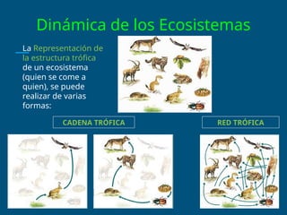 Dinámica de los Ecosistemas
La Representación de
la estructura trófica
de un ecosistema
(quien se come a
quien), se puede
realizar de varias
formas:
CADENA TRÓFICA RED TRÓFICA
 