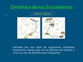 Dinámica de los Ecosistemas
CADENA TRÓFICA
Formada por una serie de organismos ordenados
linealmente, donde cada uno se alimenta del anterior, y
sirve a su vez, de alimento para el siguiente
 