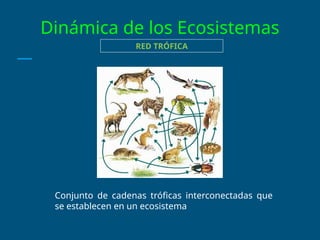 Dinámica de los Ecosistemas
RED TRÓFICA
Conjunto de cadenas tróficas interconectadas que
se establecen en un ecosistema
 