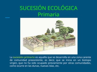 SUCESIÓN ECOLÓGICA
Primaria
La sucesión primaria es aquella que se desarrolla en una zona carente
de comunidad preexistente, es decir, que se inicia en un biotopo
virgen, que no ha sido ocupado previamente por otras comunidades,
como ocurre en las dunas, nuevas islas, etc.
 