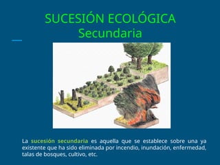 SUCESIÓN ECOLÓGICA
Secundaria
La sucesión secundaria es aquella que se establece sobre una ya
existente que ha sido eliminada por incendio, inundación, enfermedad,
talas de bosques, cultivo, etc.
 