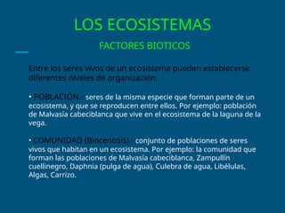 LOS ECOSISTEMAS
FACTORES BIOTICOS
Entre los seres vivos de un ecosistema pueden establecerse
diferentes niveles de organización:
• POBLACIÓN.- seres de la misma especie que forman parte de un
ecosistema, y que se reproducen entre ellos. Por ejemplo: población
de Malvasía cabeciblanca que vive en el ecosistema de la laguna de la
vega.
• COMUNIDAD (Biocenosis).- conjunto de poblaciones de seres
vivos que habitan en un ecosistema. Por ejemplo: la comunidad que
forman las poblaciones de Malvasía cabeciblanca, Zampullín
cuellinegro, Daphnia (pulga de agua), Culebra de agua, Libélulas,
Algas, Carrizo.
 