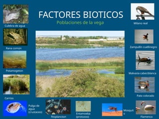 FACTORES BIOTICOS
Poblaciones de la vega
Culebra de agua
Rana común Zampullín cuellinegro
Malvasía cabeciblanca
Pato colorado
Flamenco
Carrizo
Pulga de
agua
(crustaceo)
Mosquit
o
Entamoeba
(protozoo)
Potamogeton
fitoplancton
Milano real
 
