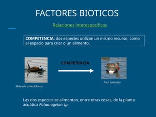 FACTORES BIOTICOS
Relaciones interespecíficas
COMPETENCIA
Malvasía cabeciblanca
Pato colorado
COMPETENCIA: dos especies utilizan un mismo recurso, como
el espacio para criar o un alimento.
Las dos especies se alimentan, entre otras cosas, de la planta
acuática Potamogeton sp.
 