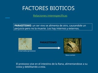 FACTORES BIOTICOS
Relaciones interespecíficas
Entamoeba (protozoo)
PARASITISMO
Rana común
PARASITISMO: un ser vivo se alimenta de otro, causandole un
perjuicio pero no la muerte. Los hay internos y externos.
El protozoo vive en el intestino de la Rana, alimentandose a su
costa y debilitando a esta.
 