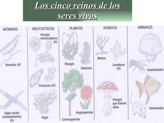 Los cinco reinos de los seres vivos 