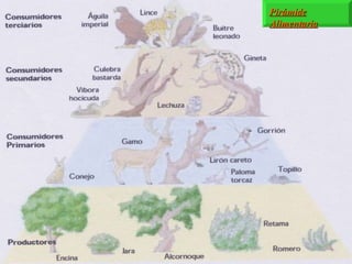 Pirámide Alimentaria 