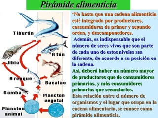 Pirámide alimenticia No basta que una cadena alimenticia esté integrada por productores, consumidores de primer y segundo orden, y descomponedores. Además, es indispensable que el número de seres vivos que son parte de cada uno de estos niveles sea diferente, de acuerdo a su posición en la cadena. Así, deberá haber un número mayor de productores que de consumidores primarios, y más consumidores primarios que secundarios. Esta relación entre el número de organismos y el lugar que ocupa en la cadena alimentaria, se conoce como pirámide alimenticia. 