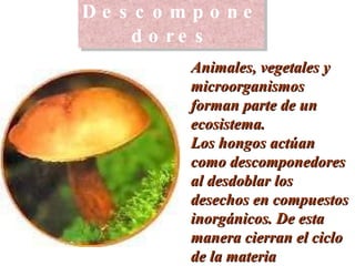 Descomponedores Animales, vegetales y microorganismos forman parte de un ecosistema. Los hongos actúan como descomponedores al desdoblar los desechos en compuestos inorgánicos. De esta manera cierran el ciclo de la materia 