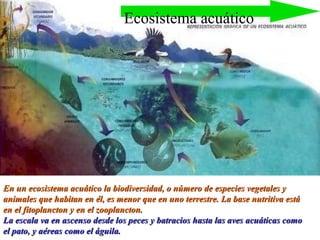En un ecosistema acuático la biodiversidad, o número de especies vegetales y animales que habitan en él, es menor que en uno terrestre. La base nutritiva está en el fitoplancton y en el zooplancton. La escala va en ascenso desde los peces y batracios hasta las aves acuáticas como el pato, y aéreas como el águila.   Ecosistema acuático 