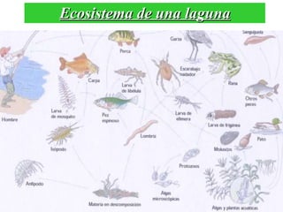 Ecosistema de una laguna 