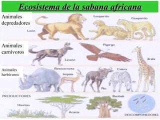 Ecosistema de la sabana africana Animales herbívoros Animales carnívoros Animales depredadores 