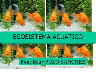 ECOSISTEMA ACUATICO Prof: Betty POZO SANCHEZ 