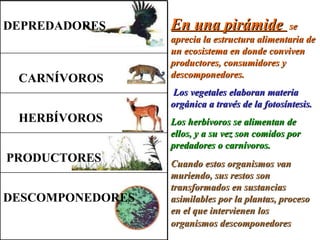 En una pirámide  se aprecia la estructura alimentaria de un ecosistema en donde conviven productores, consumidores y descomponedores. Los vegetales elaboran materia orgánica a través de la fotosíntesis.  Los herbívoros se alimentan de ellos, y a su vez son comidos por predadores o carnívoros.  Cuando estos organismos van muriendo, sus restos son transformados en sustancias asimilables por la plantas, proceso en el que intervienen los organismos descomponedores   DESCOMPONEDORES PRODUCTORES HERBÍVOROS CARNÍVOROS DEPREDADORES 