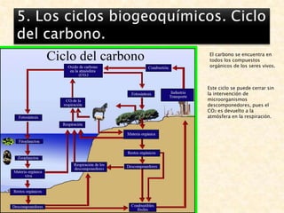 5. Los ciclos biogeoquímicos. Ciclo del carbono.El carbono se encuentra en todos los compuestos orgánicos de los seres vivos.Este ciclo se puede cerrar sin la intervención de microorganismos descomponedores, pues el CO2 es devuelto a la atmósfera en la respiración.