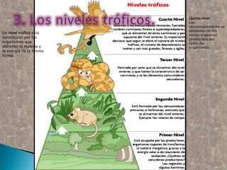 3. Los niveles tróficos.Quinto nivelLos descomponedores se alimentan de los restos orgánicos producidos por todos los organismos.Un nivel trófico está constituido por los organismos que obtienen la materia y la energía de la misma forma.
