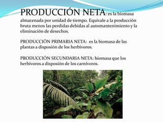PRODUCCIÓN NETA: es la biomasa
almacenada por unidad de tiempo. Equivale a la producción
bruta menos las perdidas debidas al automantenimiento y la
eliminación de desechos.

PRODUCCIÓN PRIMARIA NETA: es la biomasa de las
plantas a disposión de los herbívoros.

PRODUCCIÓN SECUNDARIA NETA: biomasa que los
herbívoros a disposión de los carnívoros.
 