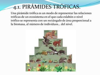 4.1. PIRÁMIDES TRÓFICAS.
Una pirámide trófica es un modo de representar las relaciones
tróficas de un ecosistema en el que cada eslabón o nivel
trófico se representa con un rectángulo de área proporcional a
la biomasa, al número de individuos… del nivel.
 