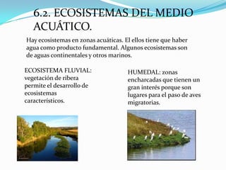 6.2. ECOSISTEMAS DEL MEDIO
   ACUÁTICO.
Hay ecosistemas en zonas acuáticas. El ellos tiene que haber
agua como producto fundamental. Algunos ecosistemas son
de aguas continentales y otros marinos.

ECOSISTEMA FLUVIAL:                  HUMEDAL: zonas
vegetación de ribera                 encharcadas que tienen un
permite el desarrollo de             gran interés porque son
ecosistemas                          lugares para el paso de aves
característicos.                     migratorias.
 