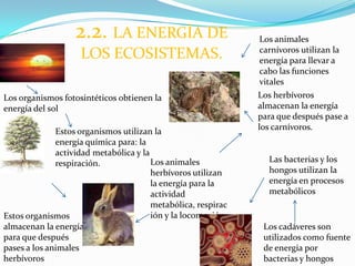 2.2. LA ENERGÍA DE                           Los animales
                                                                carnívoros utilizan la
                    LOS ECOSISTEMAS.                            energía para llevar a
                                                                cabo las funciones
                                                                vitales
Los organismos fotosintéticos obtienen la                      Los herbívoros
energía del sol                                                almacenan la energía
                                                               para que después pase a
              Estos organismos utilizan la                     los carnívoros.
              energía química para: la
              actividad metabólica y la
              respiración.              Los animales             Las bacterias y los
                                        herbívoros utilizan      hongos utilizan la
                                        la energía para la       energía en procesos
                                        actividad                metabólicos
                                        metabólica, respirac
Estos organismos                        ión y la locomoción.
almacenan la energía                                            Los cadáveres son
para que después                                                utilizados como fuente
pases a los animales                                            de energía por
herbívoros                                                      bacterias y hongos
 