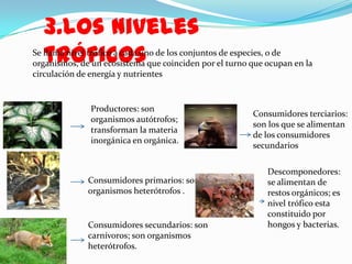 3.los niveles
  tróficos
Se llama nivel trófico a cada uno de los conjuntos de especies, o de
organismos, de un ecosistema que coinciden por el turno que ocupan en la
circulación de energía y nutrientes


              Productores: son
                                                        Consumidores terciarios:
              organismos autótrofos;
                                                        son los que se alimentan
              transforman la materia
                                                        de los consumidores
              inorgánica en orgánica.
                                                        secundarios

                                                            Descomponedores:
              Consumidores primarios: son                   se alimentan de
              organismos heterótrofos .                     restos orgánicos; es
                                                            nivel trófico esta
                                                            constituido por
              Consumidores secundarios: son                 hongos y bacterias.
              carnívoros; son organismos
              heterótrofos.
 
