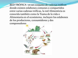 RED TRÓFICA : es un conjunto de cadenas tróficas
donde existen eslabones comunes o compartidos
entre varias cadenas tróficas, la red Alimenticia es
conocida también como la Trama de la vida o
Alimentaria en el ecosistema, incluyen los eslabones
de los productores, consumidores y des
componedores
 