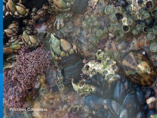 Pollicipes Cornucopia
 