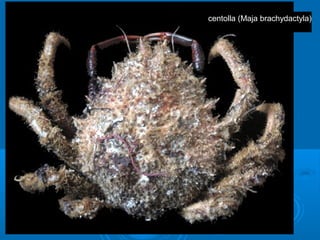 centolla (Maja brachydactyla)
 