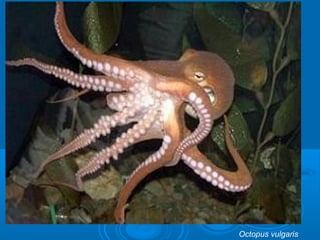 Octopus vulgaris
 