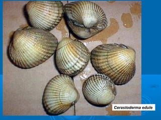 Cerastoderma edule




                     Cerastoderma edule
 