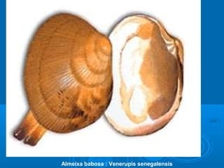 Almeixa babosa : Venerupis senegalensis
 